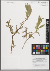 Foto von Salix pycnostachya Andersson